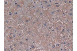 IHC-P analysis of Human Liver Tissue, with DAB staining. (C5A anticorps  (AA 678-751))