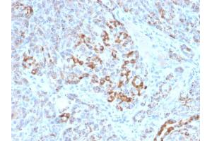 Formalin-fixed, paraffin-embedded human Pancreas stained with Frataxin Mouse Monoclonal Antibody (FXN/2124). (Frataxin anticorps  (AA 57-210))