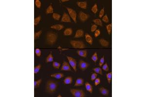 Immunofluorescence analysis of L929 cells using TRIM25 Rabbit pAb  at dilution of 1:100.