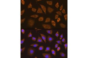 Immunofluorescence analysis of L929 cells using TRIM25 Rabbit pAb  at dilution of 1:100. (TRIM25 anticorps  (AA 100-400))