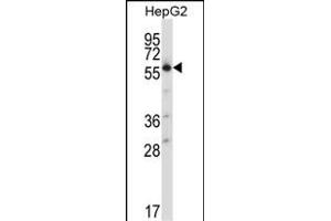 SLC30A1 Antibody (C-term) (ABIN657893 and ABIN2846845) western blot analysis in HepG2 cell line lysates (35 μg/lane). (SLC30A1 anticorps  (C-Term))