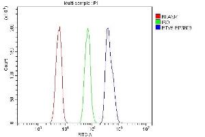 Flow Cytometry analysis of HL-60 cells using anti-ETV5 antibody (ABIN7602370). (ETV5 anticorps  (AA 72-246))