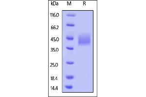 Biotinylated Human B7-H3, Avitag,His Tag on  under reducing (R) condition.