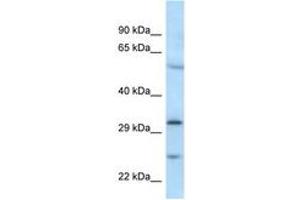 Image no. 1 for anti-MAD2L1 Binding Protein (MAD2L1BP) (N-Term) antibody (ABIN6747488) (MAD2L1BP anticorps  (N-Term))