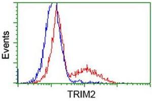 HEK293T cells transfected with either RC203947 overexpress plasmid (Red) or empty vector control plasmid (Blue) were immunostained by anti-TRIM2 antibody (ABIN2453859), and then analyzed by flow cytometry. (TRIM2 anticorps  (AA 1-100, AA 1500-1600))