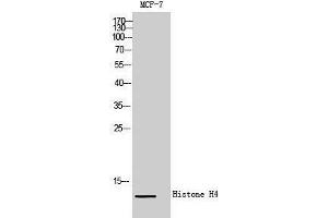 Western Blotting (WB) image for anti-Histone H4 (Lys321) antibody (ABIN3180098) (Histone H4 anticorps  (Lys321))
