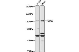 Western blot analysis of extracts of various cell lines, using FZD10 antibody (ABIN7267265) at 1:1000 dilution.