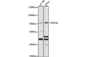 Western blot analysis of extracts of various cell lines, using FZD10 antibody (ABIN7267265) at 1:1000 dilution. (FZD10 anticorps  (AA 135-230))