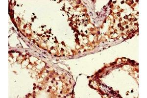 Immunohistochemistry of paraffin-embedded human testis tissue using ABIN7160373 at dilution of 1:100 (MSH4 anticorps  (AA 501-800))