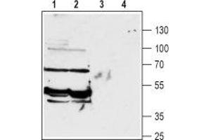 Western blot analysis of rat (lanes 1 and 3) and mouse (lanes 2 and 4) brain lysates: - 1,2. (SLC6A13 anticorps  (Intracellular, N-Term))