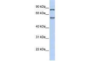 WB Suggested Anti-TRIM50 Antibody Titration:  0. (TRIM50 anticorps  (Middle Region))