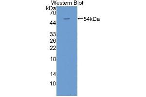 Western Blotting (WB) image for anti-Kallikrein-Related Peptidase 4 (KLK4) (AA 32-255) antibody (ABIN3208604) (Kallikrein 4 anticorps  (AA 32-255))
