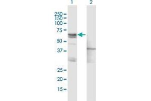 Western Blot analysis of ASNS expression in transfected 293T cell line by ASNS MaxPab polyclonal antibody. (Asparagine Synthetase anticorps  (AA 1-561))