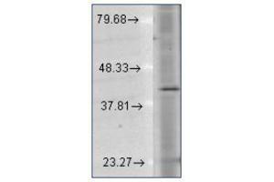 Western Blotting (WB) image for anti-Rhodopsin (RHO) (C-Term) antibody (ABIN487512) (Rhodopsin anticorps  (C-Term))