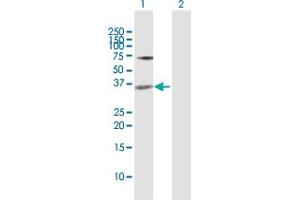 Western Blot analysis of MEOX2 expression in transfected 293T cell line by MEOX2 MaxPab polyclonal antibody. (MEOX2 anticorps  (AA 1-303))