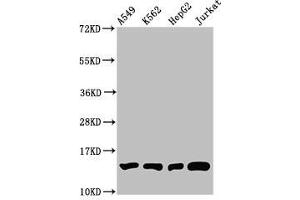 Western Blot Positive WB detected in: A549 whole cell lysate, K562 whole cell lysate, HepG2 whole cell lysate, Jurkat whole cell lysate All lanes: HIST1H2BC antibody at 1:100 Secondary Goat polyclonal to rabbit IgG at 1/50000 dilution Predicted band size: 14 kDa Observed band size: 14 kDa (Histone H2B anticorps  (meLys12))