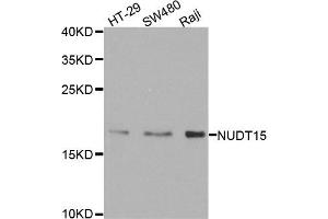 Western blot analysis of extracts of various cell lines, using NUDT15 antibody. (NUDT15 anticorps)
