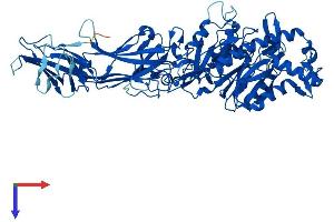 AlphaFold protein structure predicition of Human Recombinant PADI1 Protein, UniprotID Q9ULC6