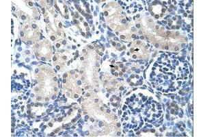 Image no. 1 for anti-Loricrin (LOR) (AA 58-107) antibody (ABIN203388)