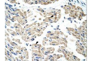 Image no. 1 for anti-Heterogeneous Nuclear Ribonucleoprotein K (HNRNPK) (AA 371-420) antibody (ABIN203155)