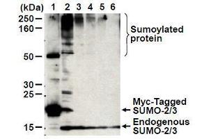 Western Blotting (WB) image for anti-Small Ubiquitin Related Modifier 2 (SUMO2) antibody (ABIN1449280) (SUMO2 anticorps)
