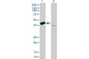 Western Blot analysis of TRIB2 expression in transfected 293T cell line by TRIB2 monoclonal antibody (M04), clone 1B1. (TRIB2 anticorps  (AA 254-343))