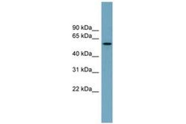 MNS1 anticorps  (AA 287-336)