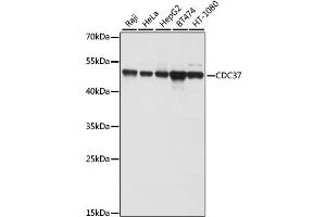 Western blot analysis of extracts of various cell lines, using CDC37 antibody (ABIN1871682) at 1:1000 dilution. (CDC37 anticorps)