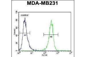 HFM1 Antibody (C-term) (ABIN654571 and ABIN2844275) flow cytometric analysis of MDA-M cells (right histogram) compared to a negative control cell (left histogram). (HFM1 anticorps  (C-Term))
