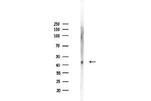 Western blot analysis of lysates from Mouse lung, using BCKDHA Antibody at 1/1000 dilution.