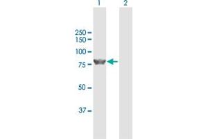 Western Blot analysis of ZBED1 expression in transfected 293T cell line by ZBED1 MaxPab polyclonal antibody.