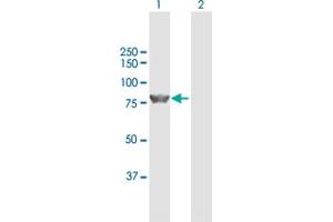 Western Blot analysis of ZBED1 expression in transfected 293T cell line by ZBED1 MaxPab polyclonal antibody. (ZBED1 anticorps  (AA 1-694))