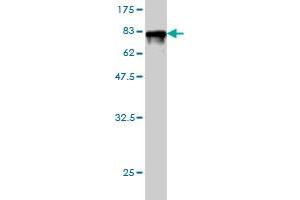 Western Blot detection against Immunogen (77.