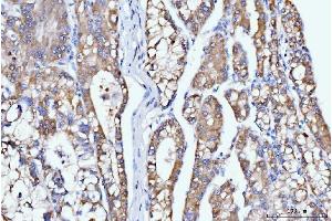 IHC analysis of DHODH using anti-DHODH antibody (ABIN7603139). (DHODH anticorps  (N-Term))