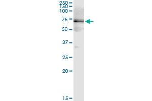 Immunoprecipitation of HSPD1 transfected lysate using anti-HSPD1 MaxPab rabbit polyclonal antibody and Protein A Magnetic Bead , and immunoblotted with HSPD1 purified MaxPab mouse polyclonal antibody (B01P) .