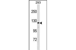 AFF2 Antibody (Center) (ABIN1538678 and ABIN2849653) western blot analysis in 293 cell line lysates (35 μg/lane). (AFF2 anticorps  (AA 886-912))