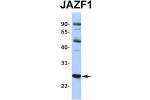 Host:  Rabbit  Target Name:  JAZF1  Sample Type:  NTERA2  Antibody Dilution:  1.