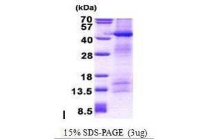 Figure annotation denotes ug of protein loaded and % gel used. (POFUT1 Protéine)