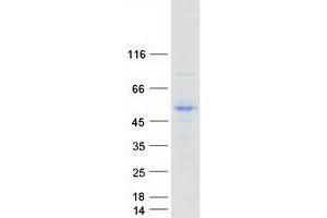 Validation with Western Blot
