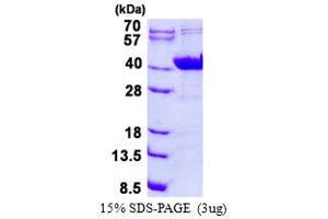 Image no. 1 for Guanine Nucleotide Binding Protein (G Protein), alpha Inhibiting Activity Polypeptide 2 (GNAI2) (full length) protein (His tag) (ABIN1098399)