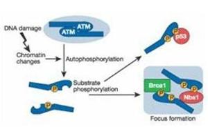 Schematic of ATM induction by DNA damage.