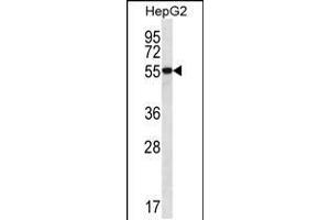 Western blot analysis in HepG2 cell line lysates (35ug/lane). (UGDH anticorps  (C-Term))