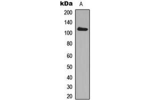 Western blot analysis of ADAM19 expression in MCF7 (A) whole cell lysates.