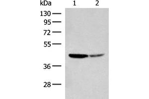 Western blot analysis of Hela and A549 cell lysates using AARSD1 Polyclonal Antibody at dilution of 1:350 (AARSD1 anticorps)