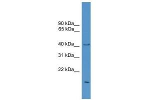 Western Blot showing POFUT1 antibody used at a concentration of 1-2 ug/ml to detect its target protein.