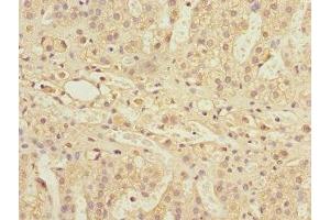 Immunohistochemistry of paraffin-embedded human adrenal gland tissue using ABIN7142207 at dilution of 1:100 (PSMD13 anticorps  (Regulatory Subunit 13))