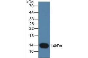 Detection of CSTB in Rat Placenta Tissue using Monoclonal Antibody to Cystatin B (CSTB)