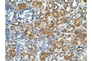 Cystatin B antibody was used for immunohistochemistry at a concentration of 4-8 ug/ml to stain Epithelial cells of renal tubule (arrows) in Human Kidney.