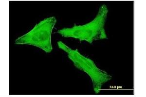 Immunofluorescence (IF) image for anti-Myosin 9 (MYH9) antibody (ABIN782310)
