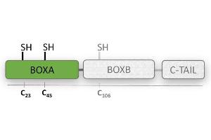 BoxA is one of the highly conserved DNA binding domains of HMGB1 protein (HMG boxes), and inhibits HMGB1 effects in vivo.